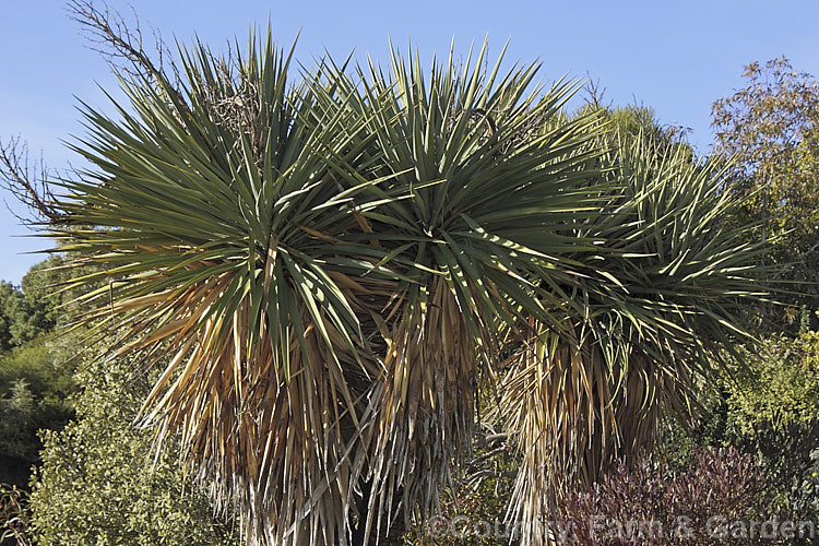 Spineless. Yucca or Giant Yucca (<i>Yucca gigantea [syns. Yucca guatemalensis, Yucca elephantipes]), a spear-leafed, tree-like, woody-stemmed, perennial found in southern Mexico and Central America. It grows to around 9m tall and has white to cream, bell-shaped flowers in summer.