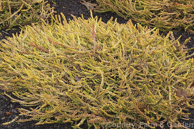 Calluna vulgaris 'Golden Feather', a very distinctive heather cultivar sprays of yellow-green summer foliage that become a rich golden yellow in winter. A few branches show pinkish-red colour as well. It has a low, spreading habit and a fairly sparse showing of small mauve flowers in autumn. calluna-2108htm'>Calluna. Order: Ericales, Family: Ericaceae