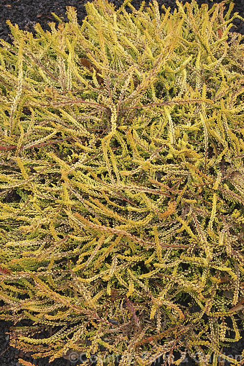 Calluna vulgaris 'Golden Feather', a very distinctive heather cultivar sprays of yellow-green summer foliage that become a rich golden yellow in winter. A few branches show pinkish-red colour as well. It has a low, spreading habit and a fairly sparse showing of small mauve flowers in autumn. calluna-2108htm'>Calluna. Order: Ericales, Family: Ericaceae