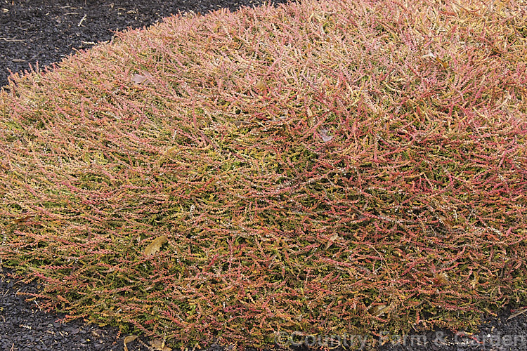 Calluna vulgaris 'Gold Kup', a very distinctive heather cultivar with olive and gold summer foliage that takes on golden orange and pinkish-red tones in winter. The branches form flat sprays of foliage that hug the ground, mounding somewhat at the centre of the plant. Its small lavender flowers open from late summer. calluna-2108htm'>Calluna. Order: Ericales, Family: Ericaceae