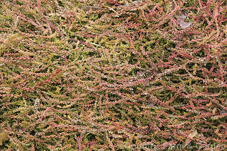 Calluna vulgaris 'Gold Kup', a very distinctive heather cultivar with olive and gold summer foliage that takes on golden orange and pinkish-red tones in winter. The branches form flat sprays of foliage that hug the ground, mounding somewhat at the centre of the plant. Its small lavender flowers open from late summer. calluna-2108htm'>Calluna. Order: Ericales, Family: Ericaceae