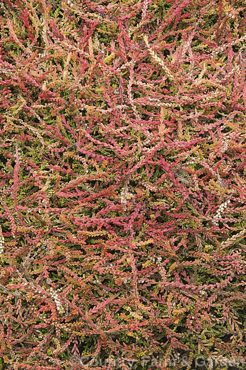 Calluna vulgaris 'Gold Kup', a very distinctive heather cultivar with olive and gold summer foliage that takes on golden orange and pinkish-red tones in winter. The branches form flat sprays of foliage that hug the ground, mounding somewhat at the centre of the plant. Its small lavender flowers open from late summer. calluna-2108htm'>Calluna. Order: Ericales, Family: Ericaceae