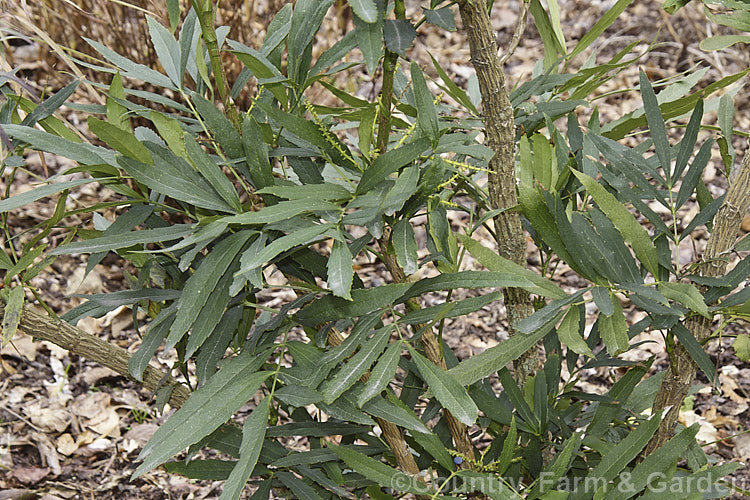 Mahonia fortunei, an erect cane-stemmed evergreen shrub native to China. It grows to around 2m high and produces small sprays of yellow flowers in autumn followed by small fruits. Its pinnate foliage is composed of narrow, very shallowly lobed leaflets with only tiny spines. Order: Ranunculales, Family: Berberidaceae