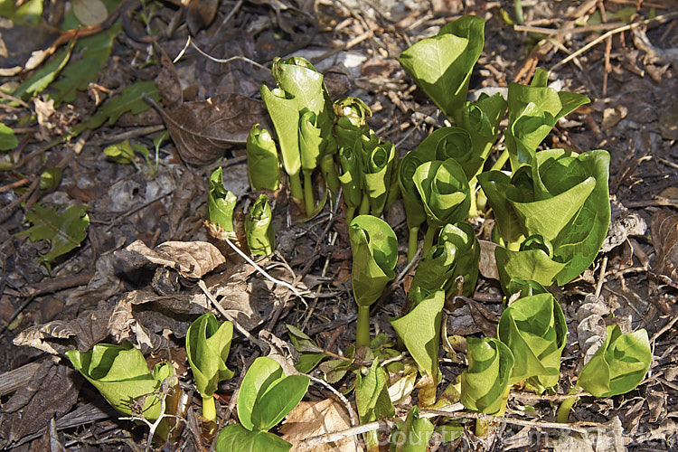 Emerging foliage of the Giant Trillium (<i>Trillium chloropetalum</i>). Often confused with Trillium sessile, this 20-65cm tall perennial occurs in many forms in the western United States. White forms may be hybrids with Trillium albidum. The foliage appears in late winter and develops quickly. trillium-2304htm'>Trillium. <a href='melanthiaceae-plant-family-photoshtml'>Melanthiaceae</a>.