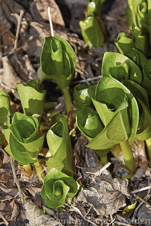 Emerging foliage of the Giant Trillium (<i>Trillium chloropetalum</i>). Often confused with Trillium sessile, this 20-65cm tall perennial occurs in many forms in the western United States. White forms may be hybrids with Trillium albidum. The foliage appears in late winter and develops quickly. trillium-2304htm'>Trillium. <a href='melanthiaceae-plant-family-photoshtml'>Melanthiaceae</a>.