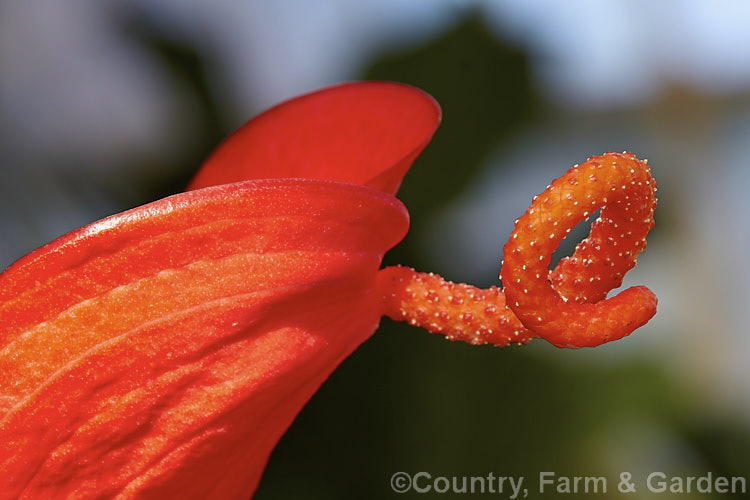 Anthurium scherzerianum, an evergreen perennial native to Costa. Rica, often seen cultivated as a house or greenhouse plant. It is noted for its spirally contorted spadix, which can be up to 8cm long. Both it and the spathe are a bright orange-red<br><br><span style='color:red'>Note:</span> this image has very shallow depth of field. Focus is on just a small part of the spadix. anthurium-2027htm'>Anthurium.