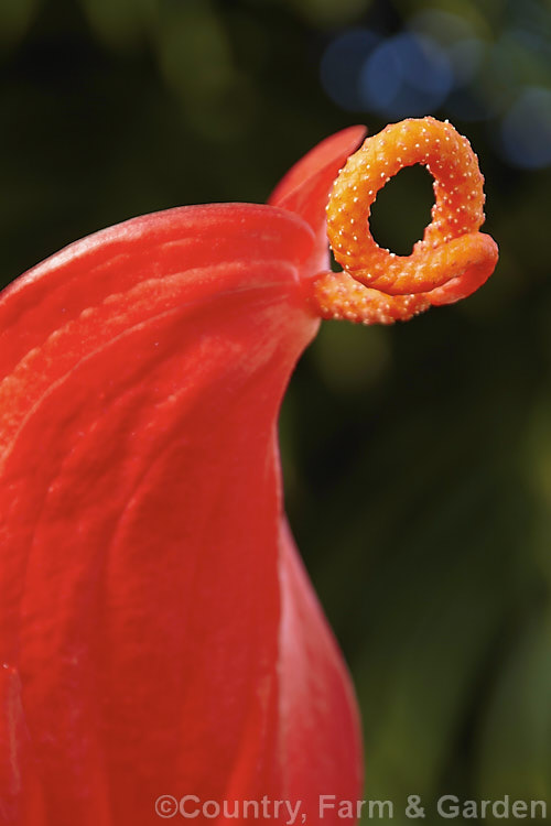 Anthurium scherzerianum, an evergreen perennial native to Costa. Rica, often seen cultivated as a house or greenhouse plant. It is noted for its spirally contorted spadix, which can be up to 8cm long. Both it and the spathe are a bright orange-red<br><br><span style='color:red'>Note:</span> this image has very shallow depth of field. Focus is on just a small part of the spadix. anthurium-2027htm'>Anthurium.