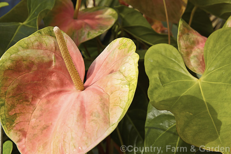 Anthurium andraeanum 'Sarah', one of the many cultivars of the Flamingo. Flower, an epiphytic perennial native to Colombia and Ecuador that is often grown as a house plant 'Sarah' has especially large multi-coloured pastel spathes on tall stems. anthurium-2027htm'>Anthurium.