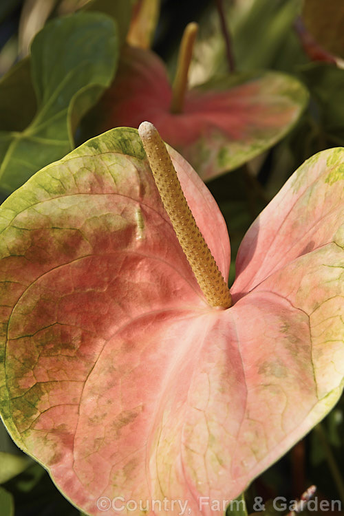 Anthurium andraeanum 'Sarah', one of the many cultivars of the Flamingo. Flower, an epiphytic perennial native to Colombia and Ecuador that is often grown as a house plant 'Sarah' has especially large multi-coloured pastel spathes on tall stems. anthurium-2027htm'>Anthurium.