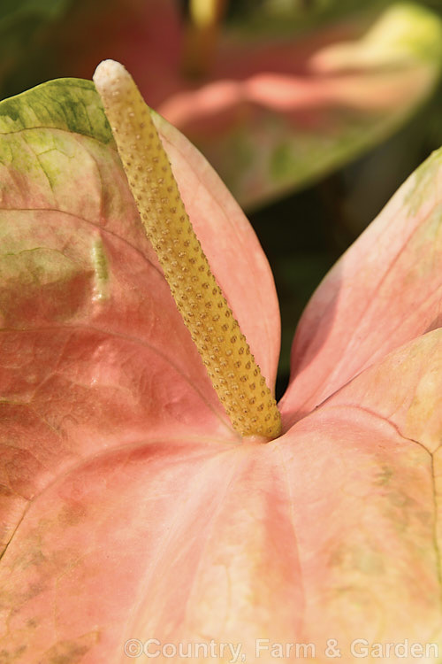 Anthurium andraeanum 'Sarah', one of the many cultivars of the Flamingo. Flower, an epiphytic perennial native to Colombia and Ecuador that is often grown as a house plant 'Sarah' has especially large multi-coloured pastel spathes on tall stems. anthurium-2027htm'>Anthurium.