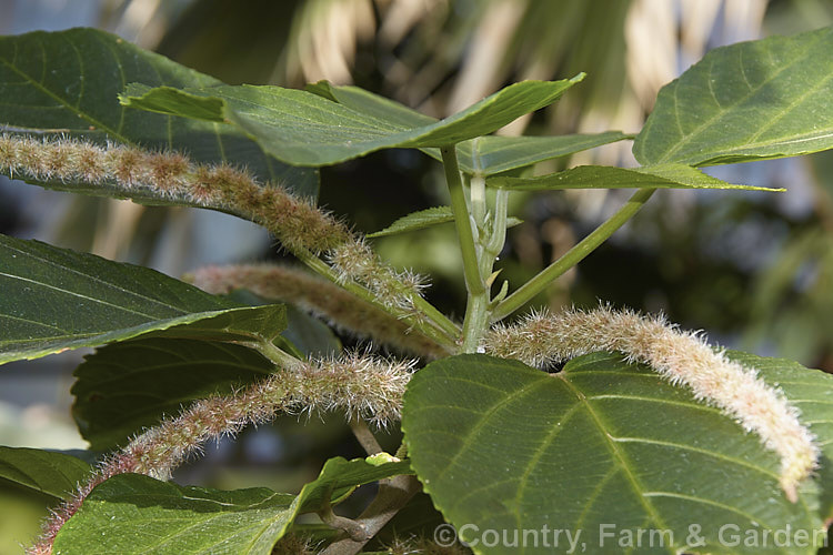 <i>Acalypha hispida</i>) 'Alba', a cream- to pale pink-flowered cultivar of the Red Hot Cat's Tail, a long-flowering evergreen shrub that grows to around 4m tall, with floral catkins to 50cm long. It is native to New Guinea and Malaysia, and outside the tropics it is usually seen as a house or greenhouse plant. Order: Malpighiales, Family: Euphorbiaceae