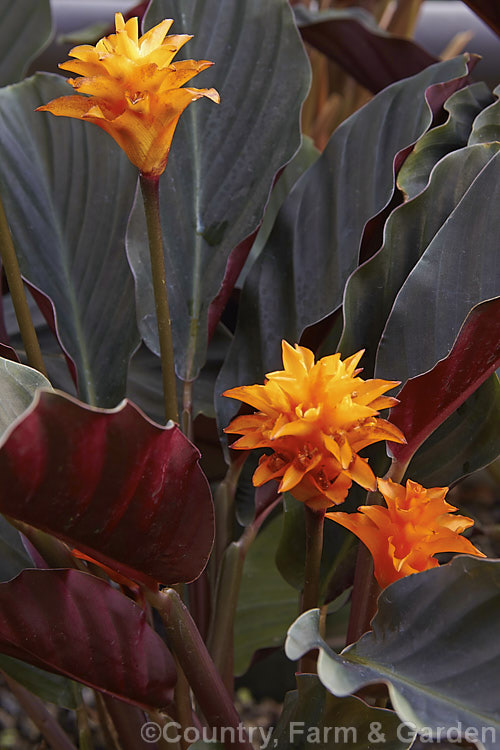 Calathea crocata, a tropical, evergreen, rhizomatous perennial native to Brazil. It is notable for its dark bronze-green leaves, which have purple-red undersides and for its flowerheads, which are composed of vivid orange bracts that enclose small red and orange flowers. The flowerheads are borne on stems that hold them above the foliage and the bracts are translucent.