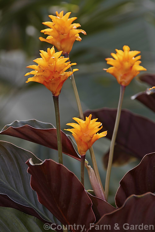 Calathea crocata, a tropical, evergreen, rhizomatous perennial native to Brazil. It is notable for its dark bronze-green leaves, which have purple-red undersides and for its flowerheads, which are composed of vivid orange bracts that enclose small red and orange flowers. The flowerheads are borne on stems that hold them above the foliage and the bracts are translucent.