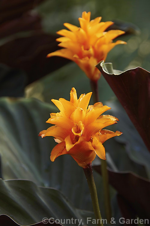 Calathea crocata, a tropical, evergreen, rhizomatous perennial native to Brazil. It is notable for its dark bronze-green leaves, which have purple-red undersides and for its flowerheads, which are composed of vivid orange bracts that enclose small red and orange flowers. The flowerheads are borne on stems that hold them above the foliage and the bracts are translucent.