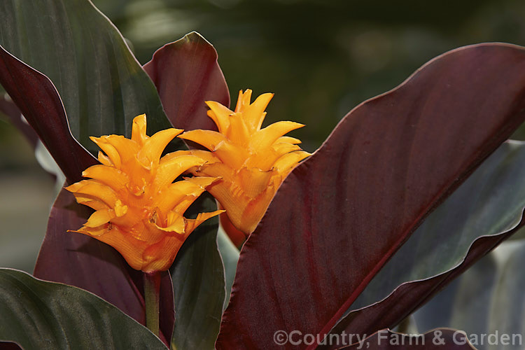 Calathea crocata, a tropical, evergreen, rhizomatous perennial native to Brazil. It is notable for its dark bronze-green leaves, which have purple-red undersides and for its flowerheads, which are composed of vivid orange bracts that enclose small red and orange flowers. The flowerheads are borne on stems that hold them above the foliage and the bracts are translucent.