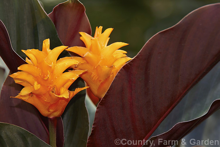 Calathea crocata, a tropical, evergreen, rhizomatous perennial native to Brazil. It is notable for its dark bronze-green leaves, which have purple-red undersides and for its flowerheads, which are composed of vivid orange bracts that enclose small red and orange flowers. The flowerheads are borne on stems that hold them above the foliage and the bracts are translucent.