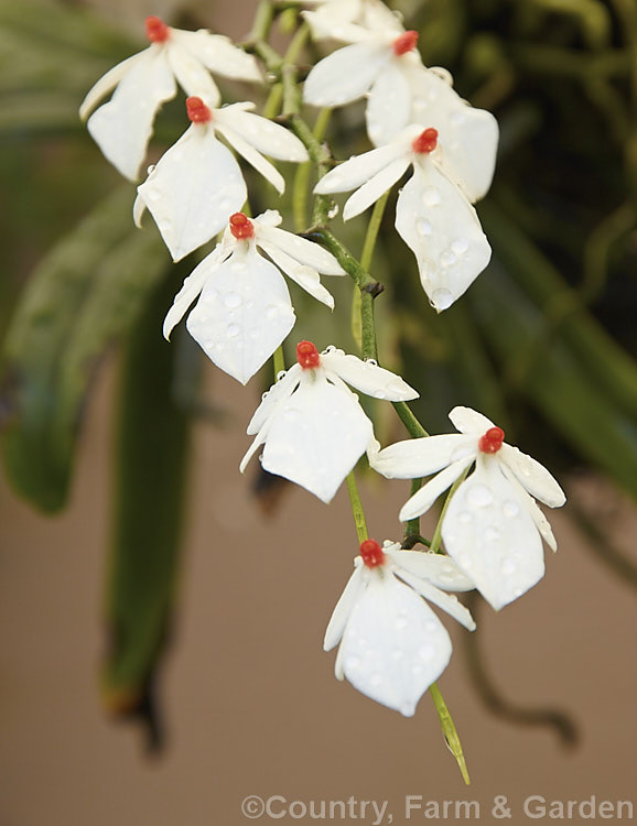 <i>Aerangis luteoalba</i> var. <i>rhodosticta</i> (syn. Aerangis rhodosticta</i>), a small epiphytic orchid found in the wetter parts of tropical Africa. It has narrow leaves and the flower stem can be up to 35cm long. Variety rhodosticta differs from the species in that instead of being an ivory cream shade all-over, the small central column is bright orange red. Order: Asparagales, Family: Orchidaceae