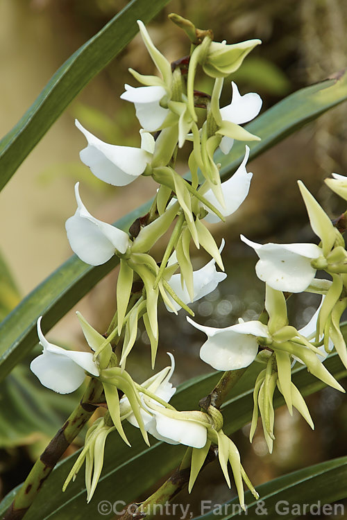 Angraecum eburneum, an epiphytic orchid native to the islands of the Indian. Ocean, with several distinctive forms in Madagascar. Its strappy leaves are up to 40cm long and the flower stem can be up to 1m tall angraecum-2339htm'>Angraecum.