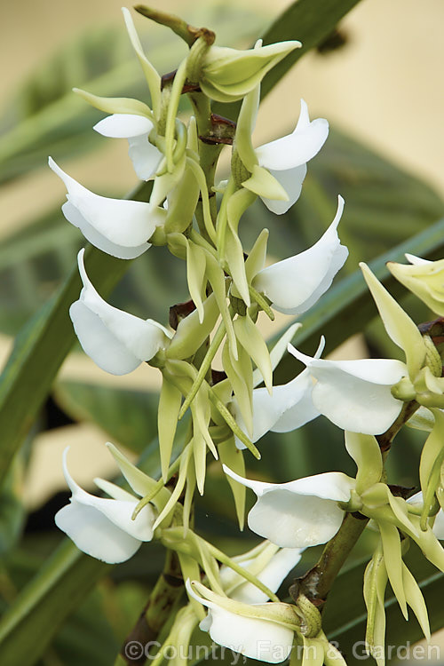 Angraecum eburneum, an epiphytic orchid native to the islands of the Indian. Ocean, with several distinctive forms in Madagascar. Its strappy leaves are up to 40cm long and the flower stem can be up to 1m tall angraecum-2339htm'>Angraecum.