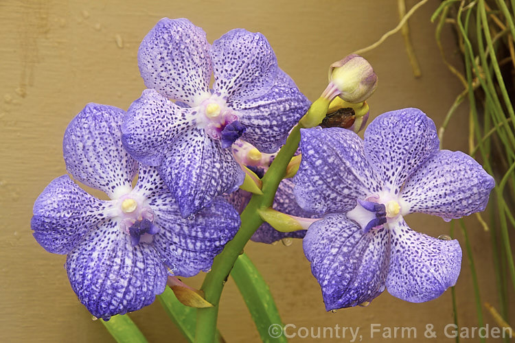 Vanda. Rothschildiana, a Vanda sanderiana (syn. Euanthe sanderiana</i>) x Vanda coerulea hybrid that has produced a range of cultivars with flowers that encompass the whole range of mauve shades to deep purple-blue. These epiphytic plants with their cascading flower stems are usually grown in hanging baskets. vanda-2586htm'>Vanda.