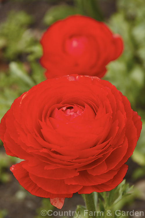 Ranunculus asiaticus. Hybrid, typical of the large-flower ranunculus, such as the Tecolote and Victoria hybrids, this showy, fully double bloom was open in early spring and the flowers will continue into summer. Order: Ranunculales, Family: Ranunculaceae