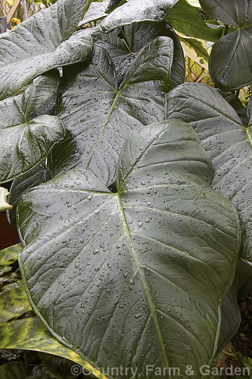 The heavily textured, almost artificial looking foliage of Yautia, Tannia, Arrowleaf or Elephant Ear (<i>Xanthosoma sagittifolium</i>), a tuberous-rooted evergreen perennial aroid native to tropical America. It is cultivated as an ornamental for its large, strongly veined leaves and in its natural range it is used as a vegetable, both for its foliage and its edible yam-like roots. xanthosoma-2096htm'>Xanthosoma.