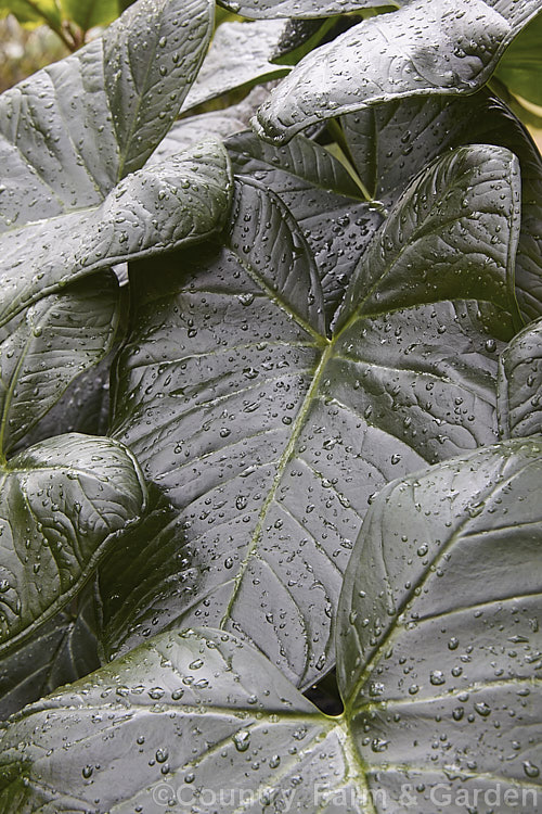 The heavily textured, almost artificial looking foliage of Yautia, Tannia, Arrowleaf or Elephant Ear (<i>Xanthosoma sagittifolium</i>), a tuberous-rooted evergreen perennial aroid native to tropical America. It is cultivated as an ornamental for its large, strongly veined leaves and in its natural range it is used as a vegetable, both for its foliage and its edible yam-like roots. xanthosoma-2096htm'>Xanthosoma.