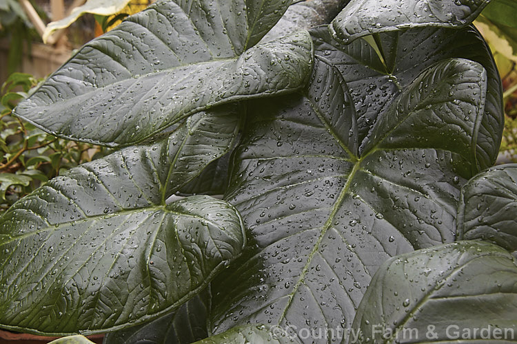 The heavily textured, almost artificial looking foliage of Yautia, Tannia, Arrowleaf or Elephant Ear (<i>Xanthosoma sagittifolium</i>), a tuberous-rooted evergreen perennial aroid native to tropical America. It is cultivated as an ornamental for its large, strongly veined leaves and in its natural range it is used as a vegetable, both for its foliage and its edible yam-like roots. xanthosoma-2096htm'>Xanthosoma.