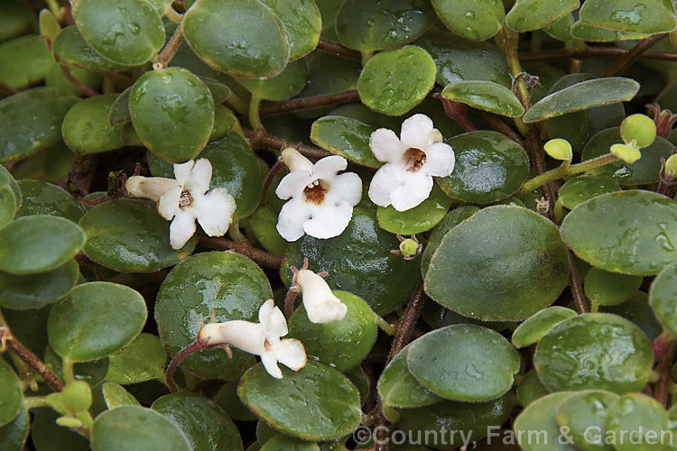 Codonanthe carnosa (syn. Codonanthe devosiana</i>) 'Paula', a long-flowering cultivar of a small, evergreen, trailing perennial native to Brazil. It is usually cultivated as a house plant, most often in hanging baskets or in tall pots that allow for it growth habit. The small white flowers are followed by orange fruits. codonanthe-2812htm'>Codonanthe