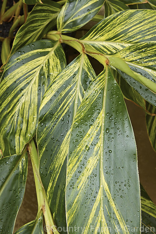 Variegated Shell. Ginger (<i>Alpinia zerumbet [syns. Alpinia nutans, Alpinia speciosa] 'Variegata'), a low-growing variegated foliage cultivar of an East Asian evergreen perennial that grows to about 3m high and wide. alpinia-2319htm'>Alpinia. .