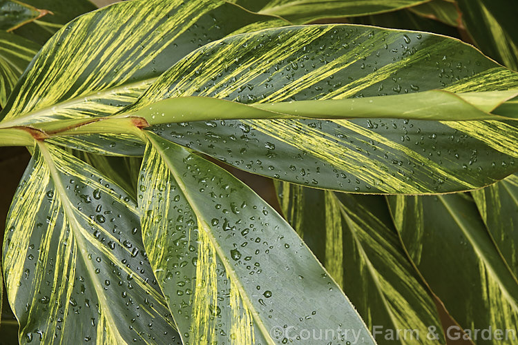 Variegated Shell. Ginger (<i>Alpinia zerumbet [syns. Alpinia nutans, Alpinia speciosa] 'Variegata'), a low-growing variegated foliage cultivar of an East Asian evergreen perennial that grows to about 3m high and wide. alpinia-2319htm'>Alpinia. .