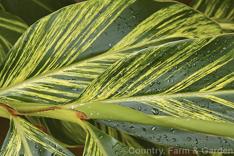 Variegated Shell. Ginger (<i>Alpinia zerumbet [syns. Alpinia nutans, Alpinia speciosa] 'Variegata'), a low-growing variegated foliage cultivar of an East Asian evergreen perennial that grows to about 3m high and wide. alpinia-2319htm'>Alpinia. .