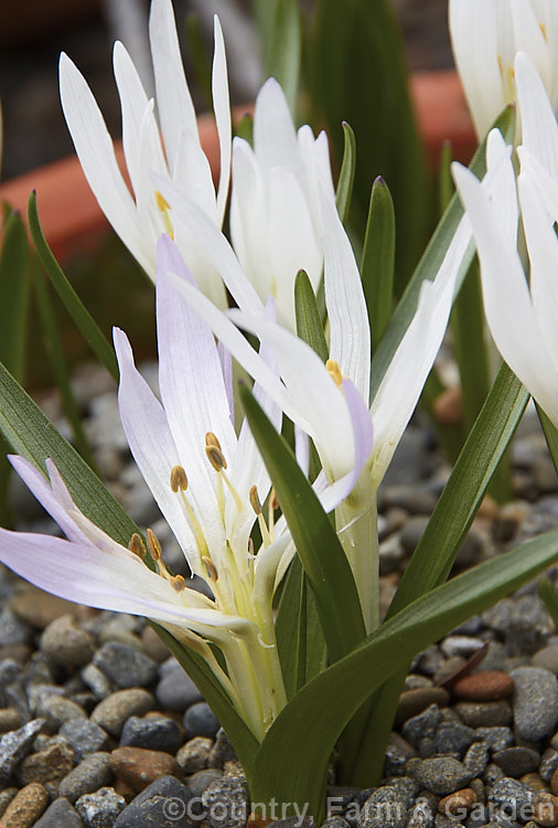 Merendera trigyna (syn. Merendera eichleri</i>), a small spring-flowering corm native to eastern Turkey, Iran and the Caucasus The flower colour ranges from white to deep pink. The genus is closely related to the autumn crocuses (<i>Colchicum</i>). merendera-3142htm'>Merendera. <a href='colchicaceae-plant-family-photoshtml'>Colchicaceae</a>.