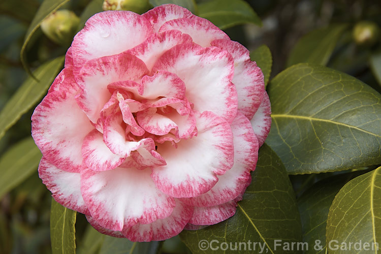 <i>Camellia</i> 'Betty's Beauty', a medium-sized. <i>Camellia japonica</i> cultivar that won an American Camellia. Society award in 1999. It is often recommended as a replacement for the similarly coloured 'Betty Sheffield Supreme', of which it is a sport, as it doesn't so readily revert to a solid colour. Order: Ericales, Family: Theaceae