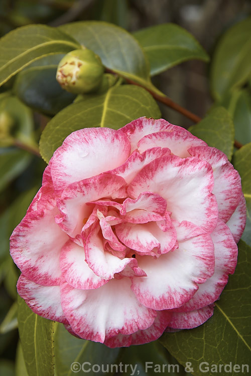 <i>Camellia</i> 'Betty's Beauty', a medium-sized. <i>Camellia japonica</i> cultivar that won an American Camellia. Society award in 1999. It is often recommended as a replacement for the similarly coloured 'Betty Sheffield Supreme', of which it is a sport, as it doesn't so readily revert to a solid colour. Order: Ericales, Family: Theaceae