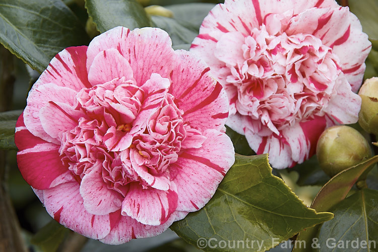 <i>Camellia</i> 'Modern Art', a very attractively mottled and sectored. <i>Camellia japonica</i> cultivar with an anemone-form flower. Order: Ericales, Family: Theaceae