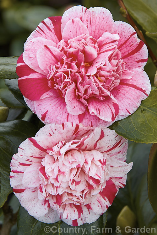 <i>Camellia</i> 'Modern Art', a very attractively mottled and sectored. <i>Camellia japonica</i> cultivar with an anemone-form flower. Order: Ericales, Family: Theaceae