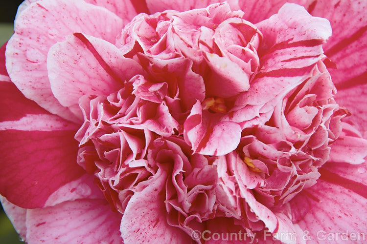 <i>Camellia</i> 'Modern Art', a very attractively mottled and sectored. <i>Camellia japonica</i> cultivar with an anemone-form flower. Order: Ericales, Family: Theaceae