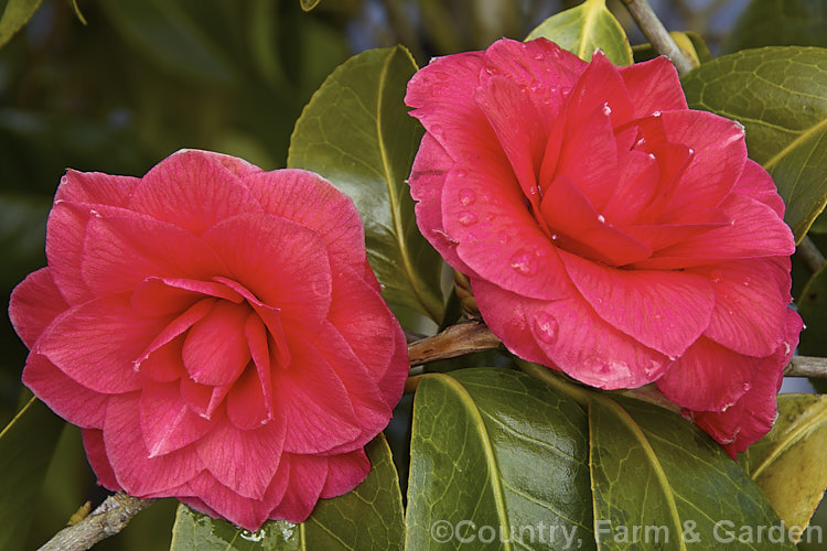 <i>Camellia</i> 'Prince Eugene Napoleon', a <i>Camellia japonica</i> cultivar raised in 1859 by de Costa of Belgium. It has formal double flowers and is known by many other names, including 'Pius IX', 'Rubra Plena', 'Imbricata' and 'Ladiner's Red'. Order: Ericales, Family: Theaceae