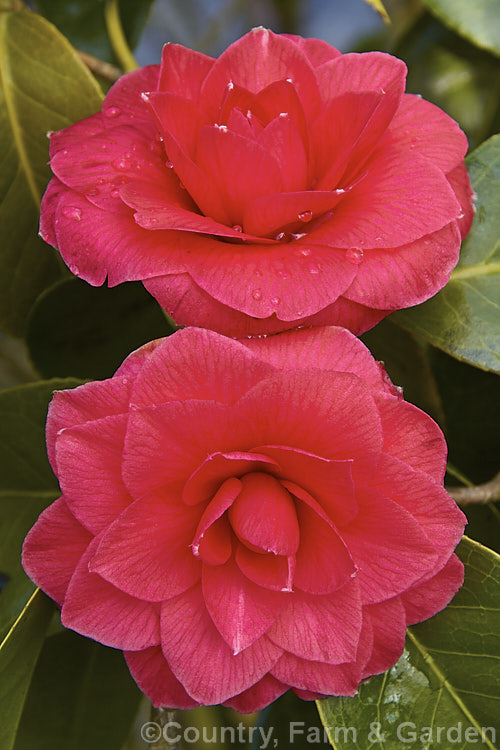 <i>Camellia</i> 'Prince Eugene Napoleon', a <i>Camellia japonica</i> cultivar raised in 1859 by de Costa of Belgium. It has formal double flowers and is known by many other names, including 'Pius IX', 'Rubra Plena', 'Imbricata' and 'Ladiner's Red'. Order: Ericales, Family: Theaceae