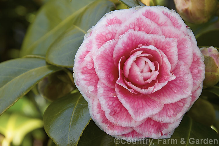 <i>Camellia</i> 'Tom Thumb', a compact. <i>Camellia japonica</i> cultivar with small formal double flowers that have a very regular pale picotee edge. It was introduced by Krueger of the Untied. States in 1957. Order: Ericales, Family: Theaceae