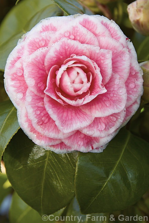 <i>Camellia</i> 'Tom Thumb', a compact. <i>Camellia japonica</i> cultivar with small formal double flowers that have a very regular pale picotee edge. It was introduced by Krueger of the Untied. States in 1957. Order: Ericales, Family: Theaceae