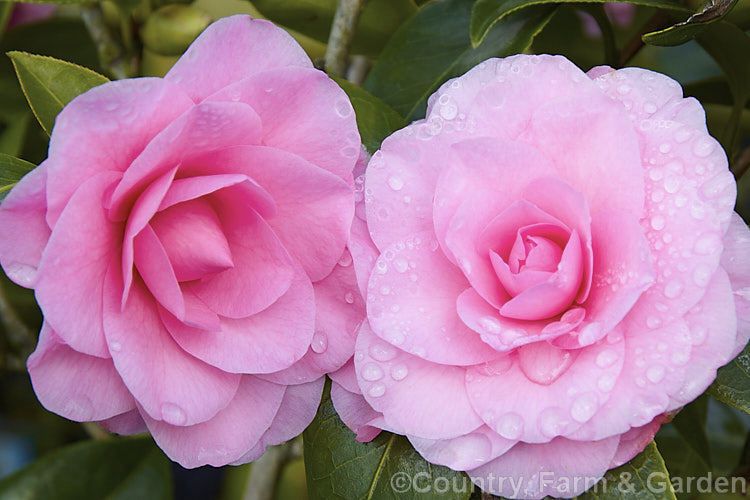 <i>Camellia</i> 'Betty Ridley' ('Marie Bracey' x 'Felice Harris', a strong-growing Japonica cultivar with an abundance of formal double flowers. It has an upright habit with branches that weep slightly at the tips. It is sometimes listed as a hybrid because one of its parents, 'Felice Harris' was a <i>Camellia sasanqua</i> x <i>Camellia reticulata</i> hybrid. Order: Ericales, Family: Theaceae