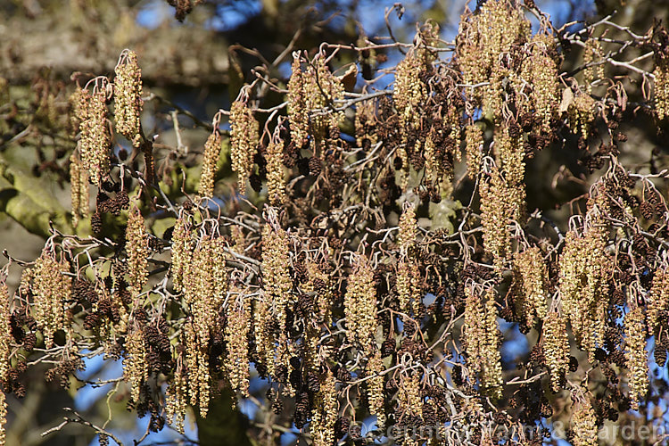 Common Alder (<i>Alnus glutinosa</i>), a very hardy moisture-loving deciduous tree native to Eurasia and North Africa. As shown here, the catkins mature from mid-t to late winter, before the spring foliage develops. alnus-2121htm'>Alnus. <a href='betulaceae-plant-family-photoshtml'>Betulaceae</a>.