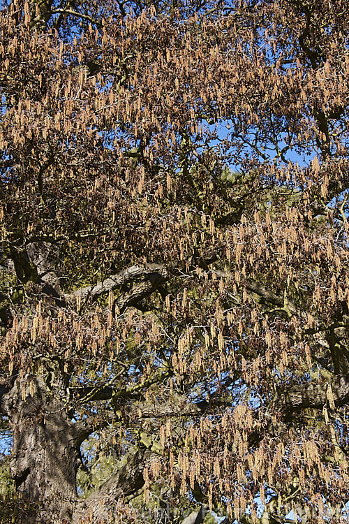 Common Alder (<i>Alnus glutinosa</i>), a very hardy moisture-loving deciduous tree native to Eurasia and North Africa. As shown here, the catkins mature from mid-t to late winter, before the spring foliage develops. alnus-2121htm'>Alnus. <a href='betulaceae-plant-family-photoshtml'>Betulaceae</a>.