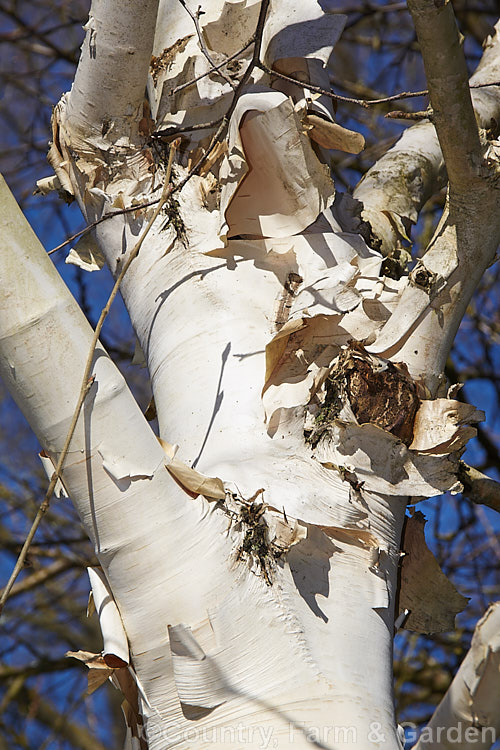 Betula utilis var. jacquemontii, a near pure white-barked cultivar of the Kashmir and central Nepal form of the Himalayan birch. As shown here even the older branches maintain the white bark. Usually grafted on Betula utilis stock. betula-2077htm'>Betula. <a href='betulaceae-plant-family-photoshtml'>Betulaceae</a>.