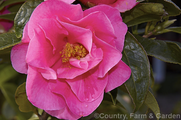 <i>Camellia</i> 'Valley M Knudsen' ('Damanao' x 'Tiffany'), a <i>Camellia reticulata</i> cultivar raised by Howard Asper of California and introduced in 1958. It is a strong plant with flowers that are little smaller than most reticulatas, though they perhaps weather better for this Order: Ericales, Family: Theaceae