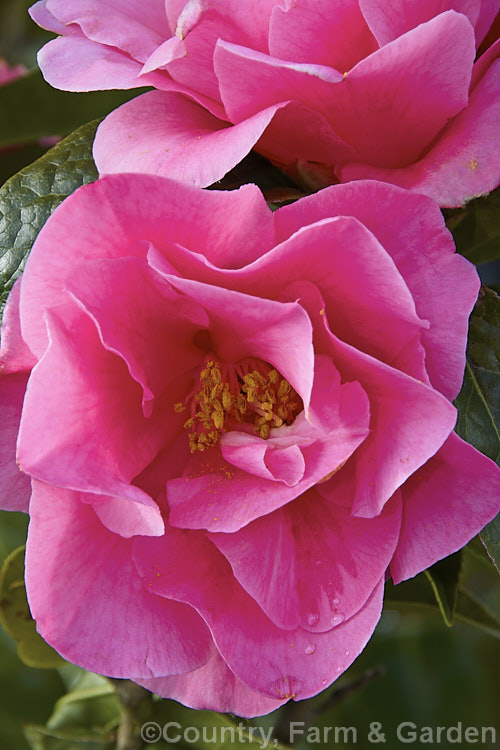 <i>Camellia</i> 'Valley M Knudsen' ('Damanao' x 'Tiffany'), a <i>Camellia reticulata</i> cultivar raised by Howard Asper of California and introduced in 1958. It is a strong plant with flowers that are little smaller than most reticulatas, though they perhaps weather better for this Order: Ericales, Family: Theaceae