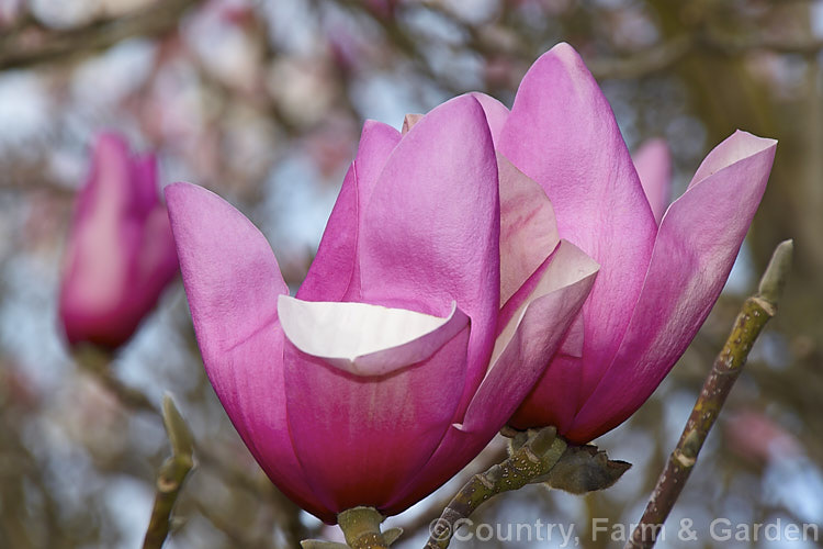 Magnolia 'Early. Rose' (<i>Magnolia campbellii x Magnolia liliiflora</i>), a hybrid by New Zealand breeder. Os. Blumhardt. It dates from the 1970s and while its flowers are very like those of M campbellii, it has the advantage of blooming young, at around 3 years from seed, as opposed to the up to 20 year wait with M campbellii. It flowers from late winter. Order: Magnoliales, Family: Magnoliaceae