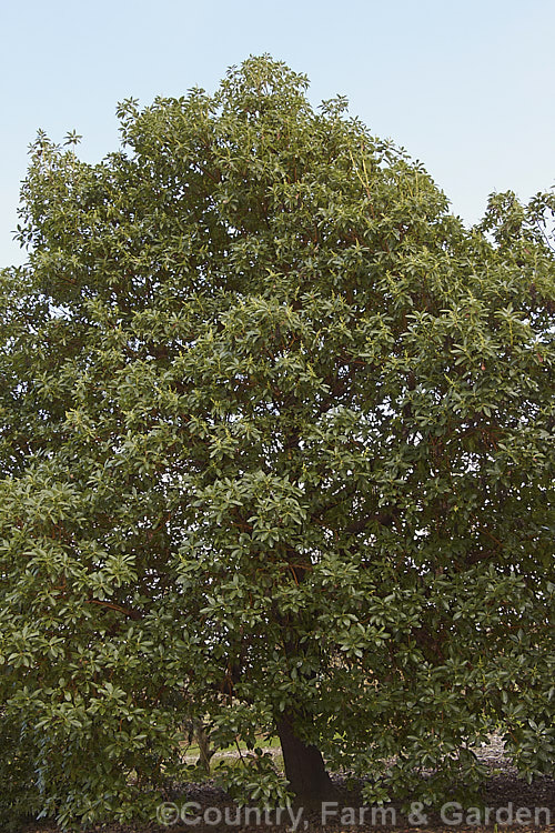 Madrone (<i>Arbutus menziesii</i>), an evergreen, spring-flowering the native to the western United States. It is shown here in winter just before the flower heads open. Order: Ericales, Family: Ericaceae